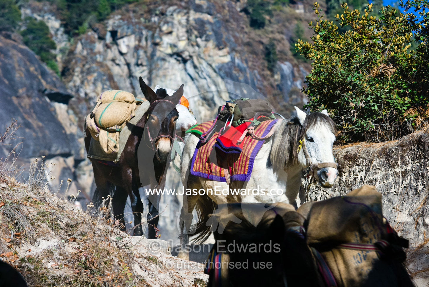 Pack horses and mules descend a mountain path loaded with goods from a Buddhist monastery. Paro Taktsang, The Tigers Nest, Paro Valley, Paro District, Bhutan.