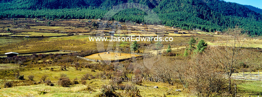 Conifer forest encircles farmland and agricultural fields on the shores of a Himalaya wetland. Phobjikha Conservation Area, Phobjika Valley, Phobjikha Valley, Gangteng Valley, Black Mountains, Bhutan.