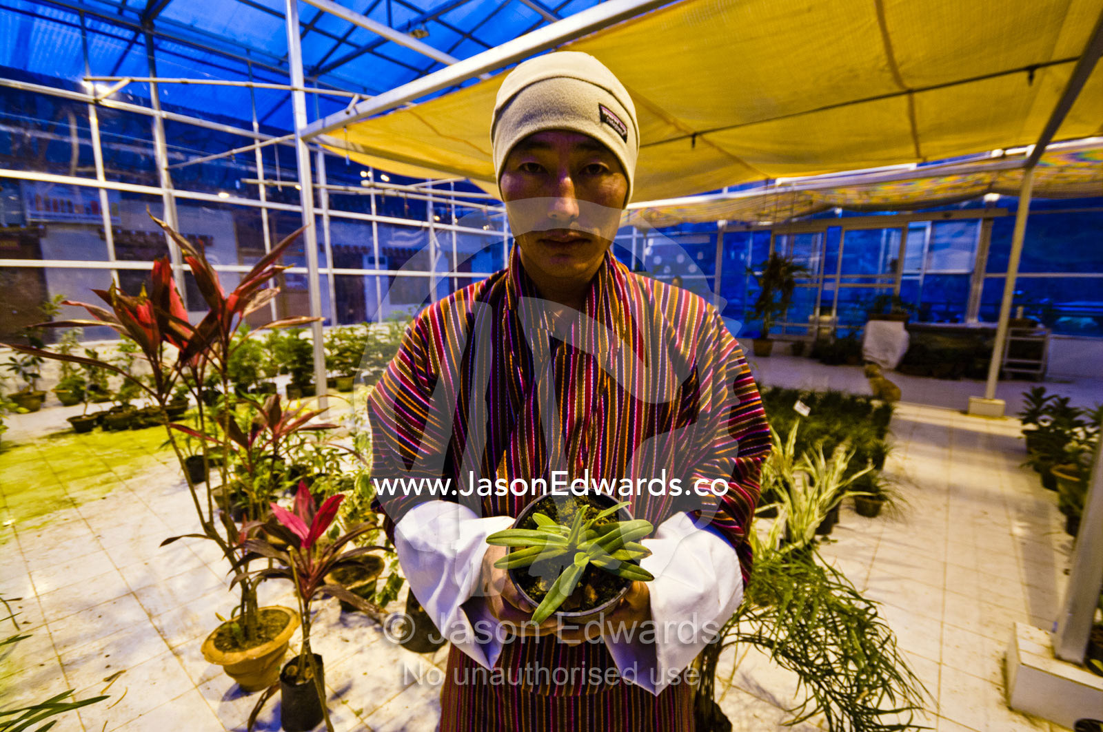 A horticulturist holding a rare orchid in a greenhouse where it was propagated. Thimphu, Thimphu District, Bhutan.