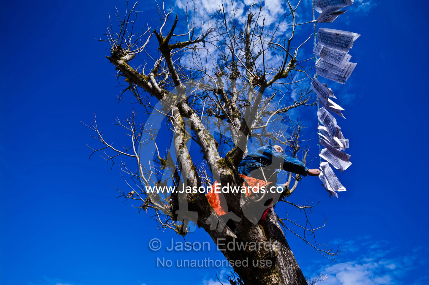 A Buddhist hangs a string of prayer flags between trees on a mountainside. 108 Druk Wangyal Khangzang Chortens, Dochula Pass, Thimphu District, Bhutan.