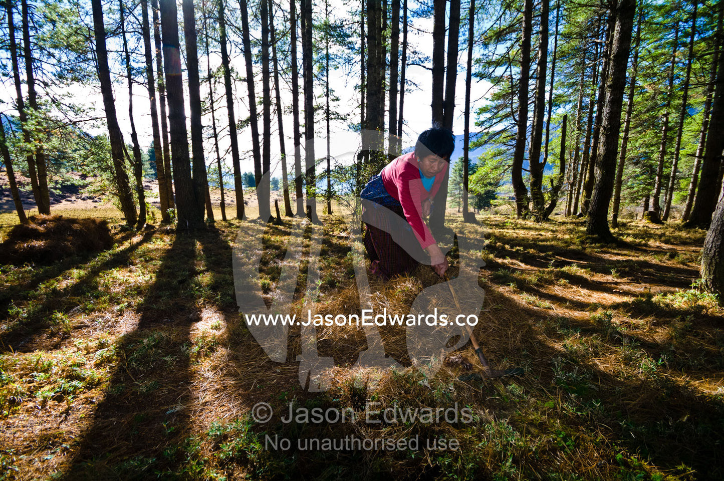 A farmer rakes pine needles to be used as bedding in the barn for her animals. Phobjikha Conservation Area, Phobjika Valley, Phobjikha Valley, Gangteng Valley, Black Mountains, Bhutan.