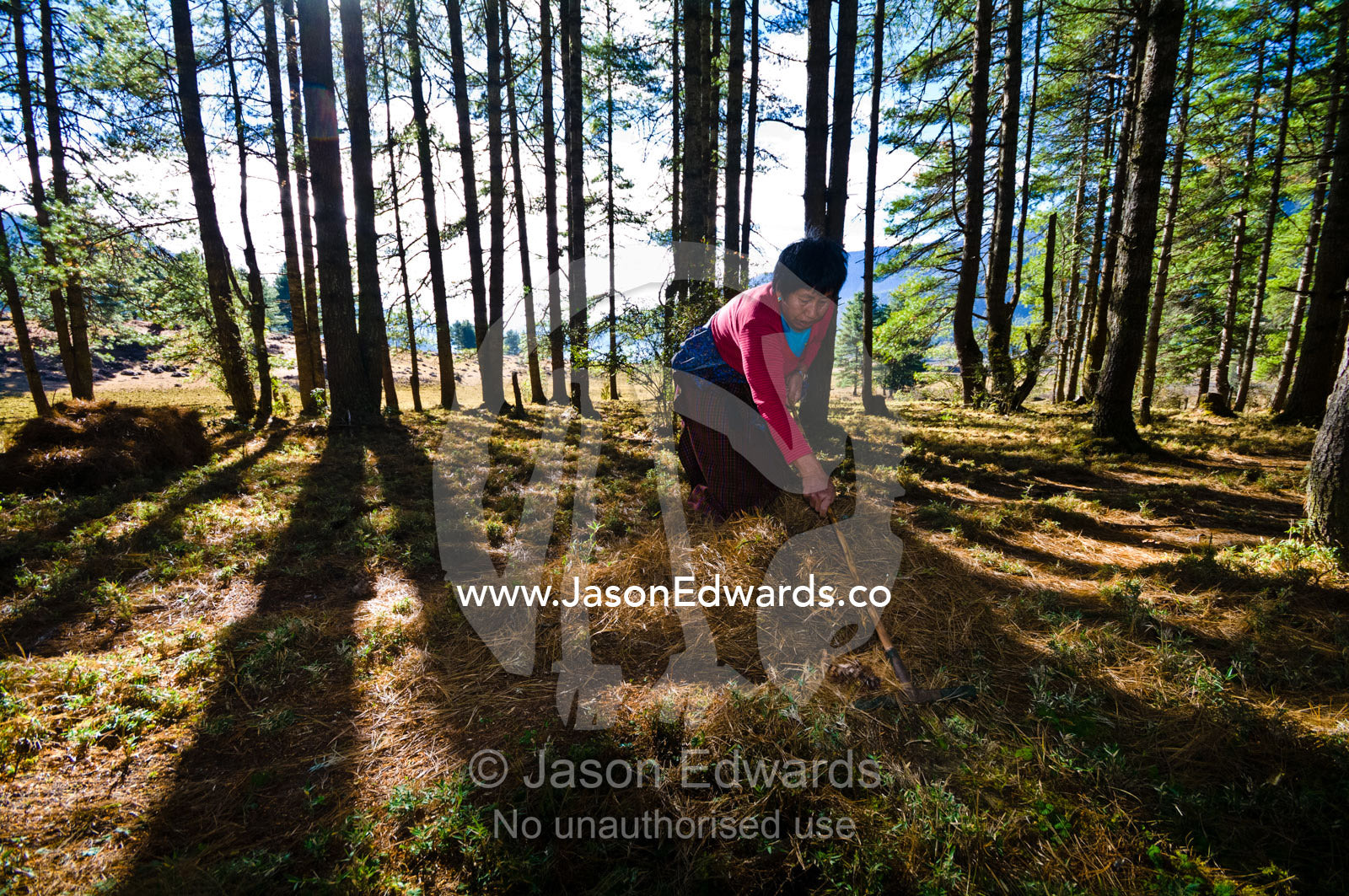 A farmer rakes pine needles to be used as bedding in the barn for her animals. Phobjikha Conservation Area, Phobjika Valley, Phobjikha Valley, Gangteng Valley, Black Mountains, Bhutan.