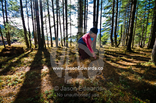 A farmer rakes pine needles to be used as bedding in the barn for her animals. Phobjikha Conservation Area, Phobjika Valley, Phobjikha Valley, Gangteng Valley, Black Mountains, Bhutan.