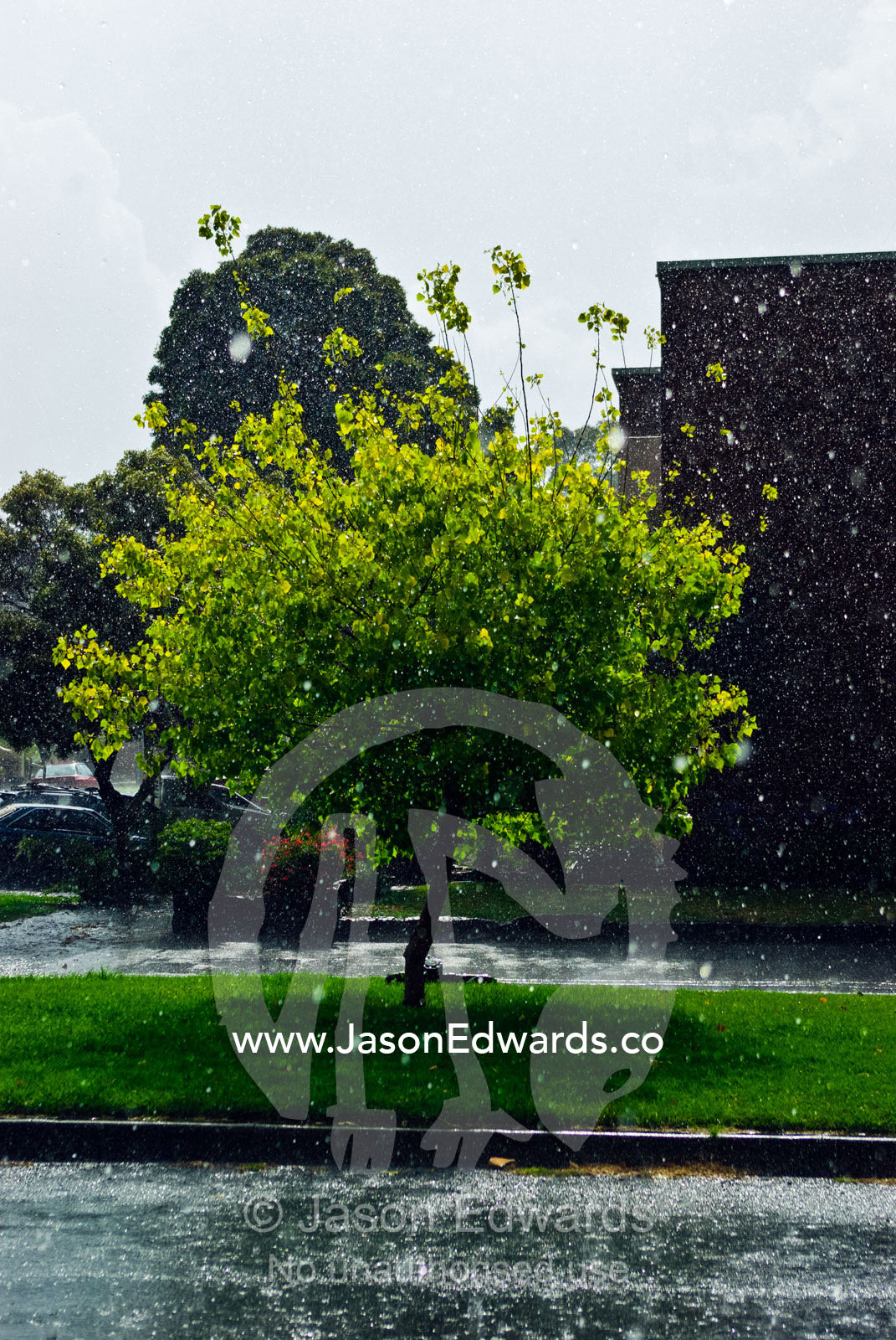 Torrential rain falls on an inner city garden strip on Christmas day. Carlton North, Melbourne, Victoria, Australia.