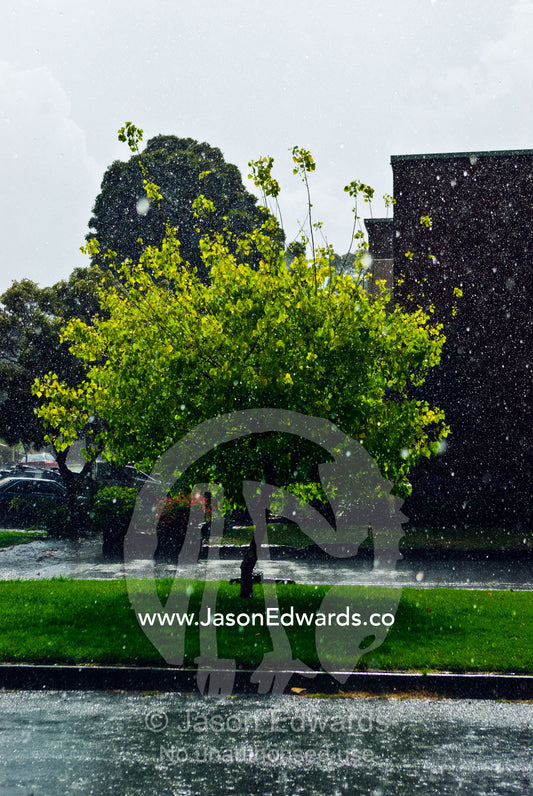 Torrential rain falls on an inner city garden strip on Christmas day. Carlton North, Melbourne, Victoria, Australia.