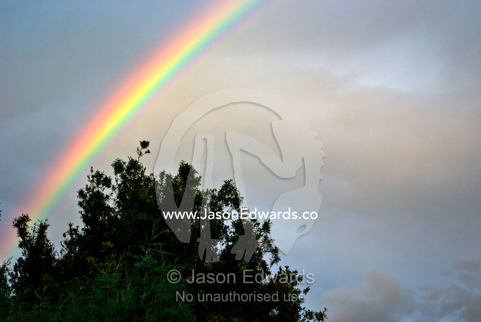 A rainbow prism crowns a poplar tree canopy after a rain storm. Carlton North, Melbourne, Victoria, Australia.