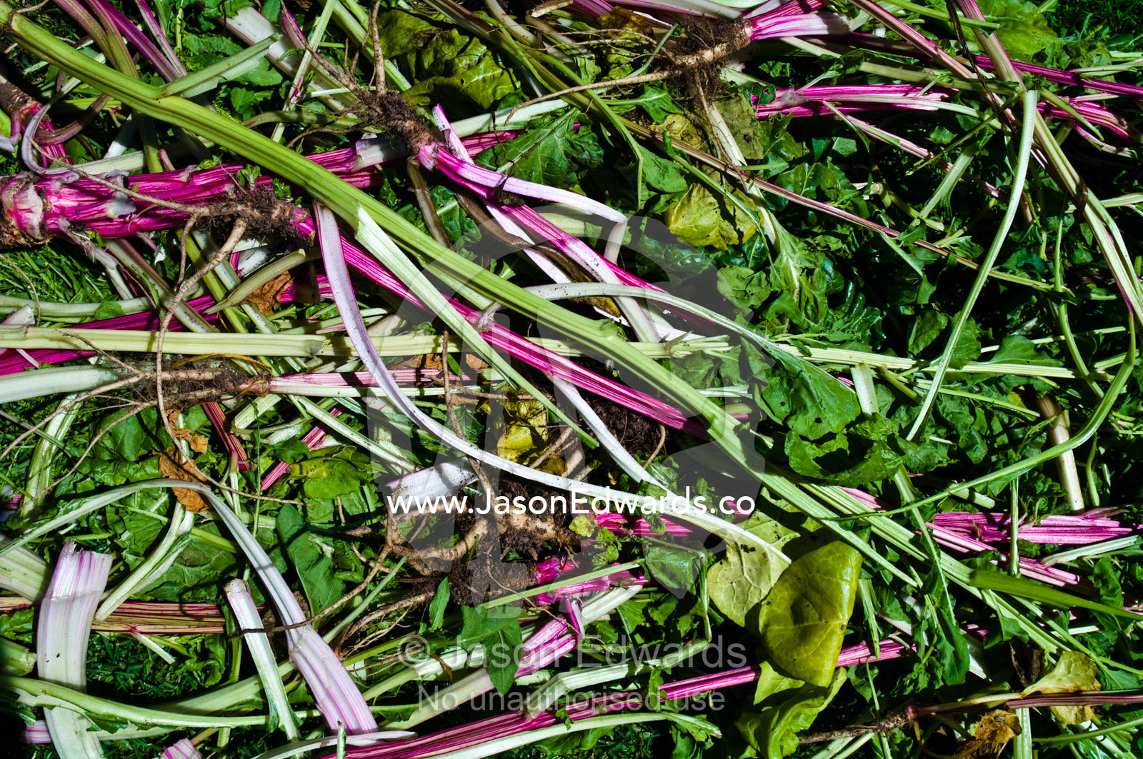 A mound of organic spinach and rhubarb leaves harvested for mulch. Castlemaine, Victoria, Australia.