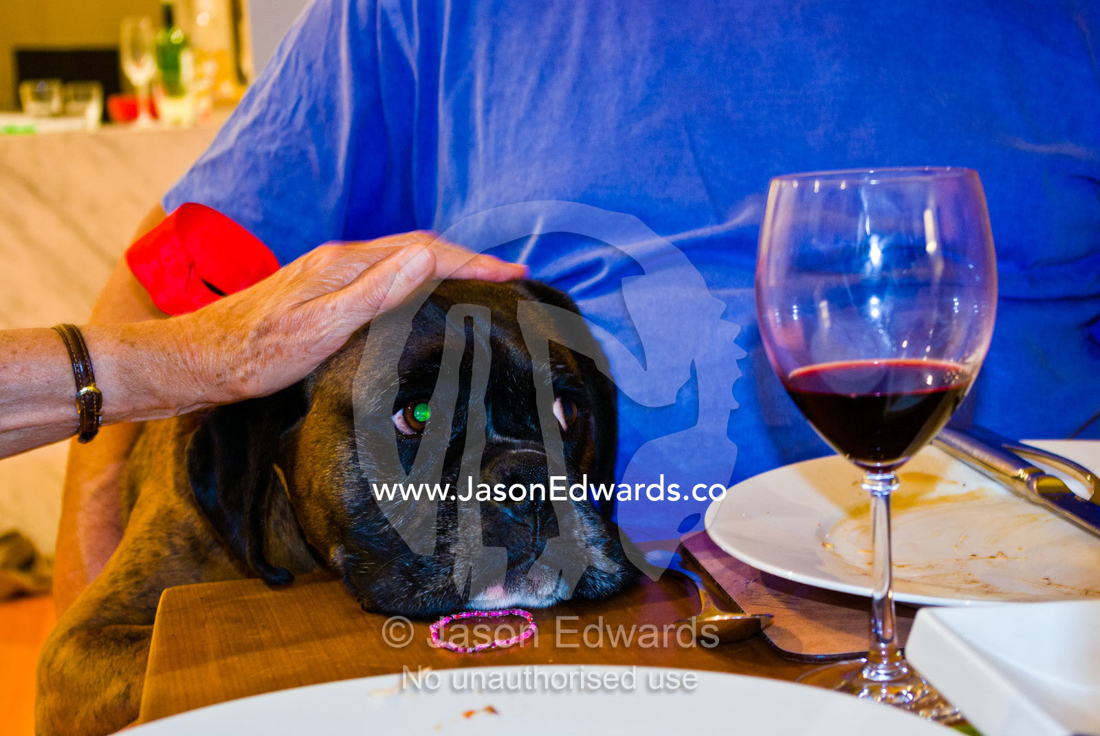 A hopeful dog rests his head on a dining table for a gift of food. Malvern East, Melbourne, Victoria, Australia.