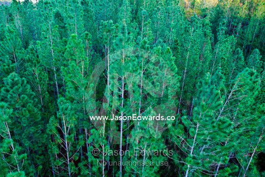 The straight trunks and needle canopy of a pine tree plantation. Viti Levu, Malolo Archipelago, Pacific Ocean, Fiji Islands.