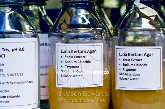 Scientists use Agar media to grow bacterial colonies for experiments. Bio21 Molecular Science and Biotechnology Institute, University of Melbourne, Parkville, Melbourne, Victoria, Australia.