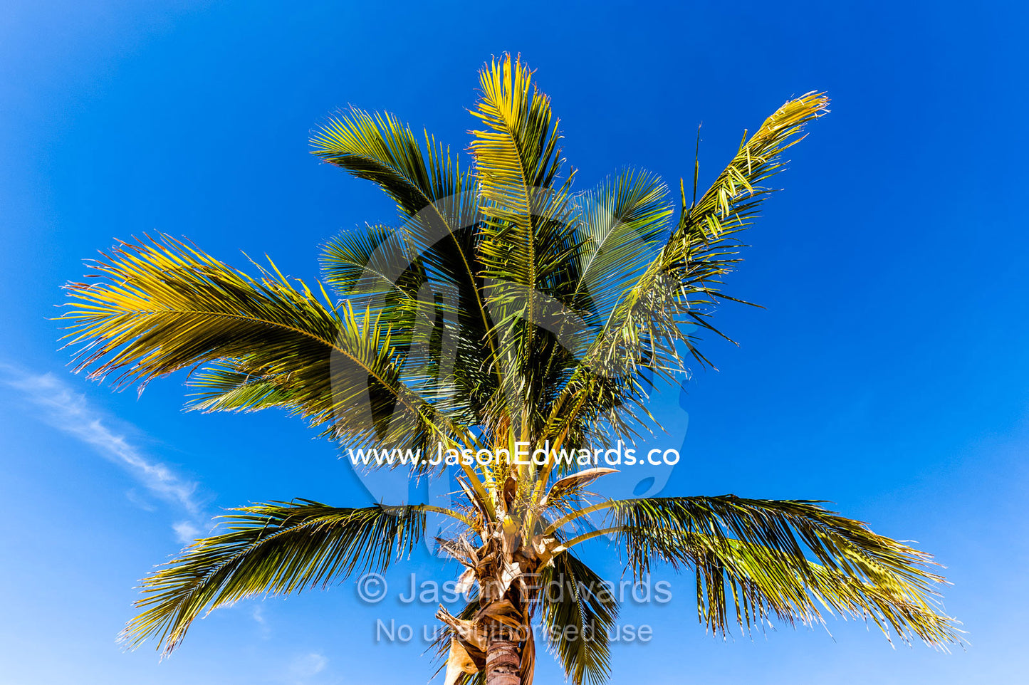 Palm tree fronds in a canopy against a bright blue tropical sky. Exmouth, Ningaloo Reef, Western Australia, Australia.