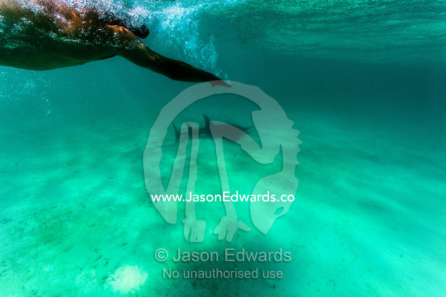 A swimmer approaches an Eastern Shovelnose Ray on the sandy sea floor. Exmouth, Ningaloo Reef, Ningaloo Marine Park, World Heritage Site, Western Australia, Australia.