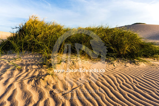 Grass tussock stabilise windswept coastal desert sand dunes at sunset. Cape Range National Park, Exmouth, Ningaloo Reef, Western Australia, Australia.