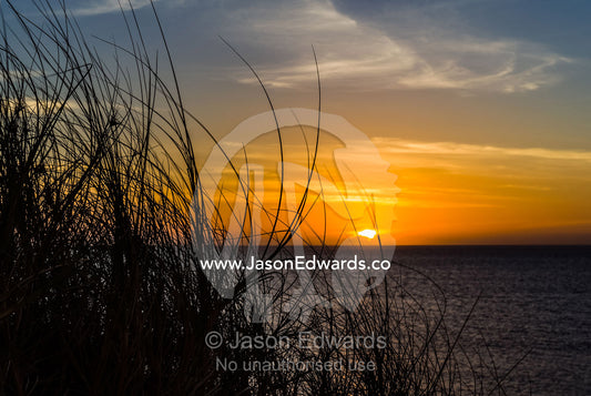 A colony of coastal grasses overlooking a tropical sea at sunset. Cape Range National Park, Exmouth, Ningaloo Reef, Western Australia, Australia.