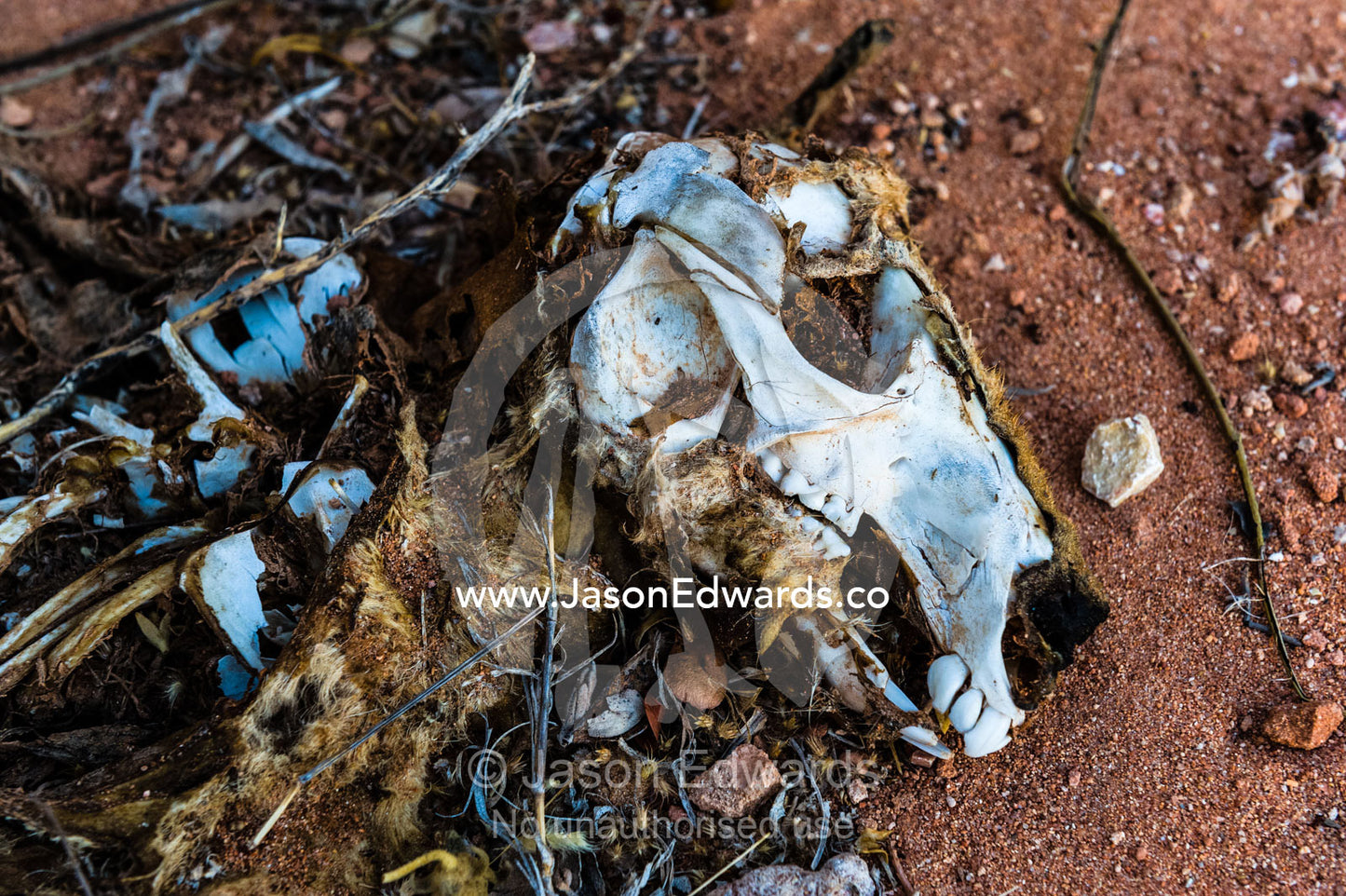 The skull and rotting fur of a dead kangaroo by a desert road. Cape Range National Park, Exmouth, Ningaloo Reef, Western Australia, Australia.