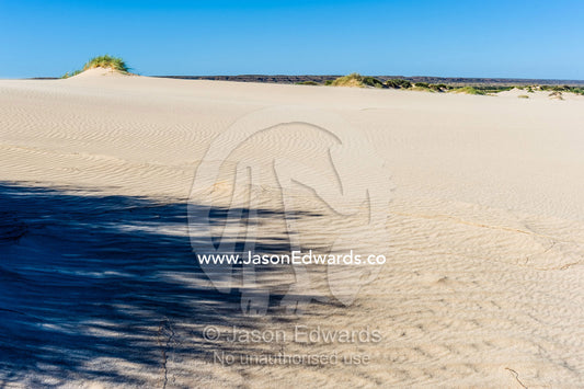 A colony of tussock grass casts a shadow across the surface of a dune. Cape Range National Park, Exmouth, Ningaloo Reef, Western Australia, Australia.