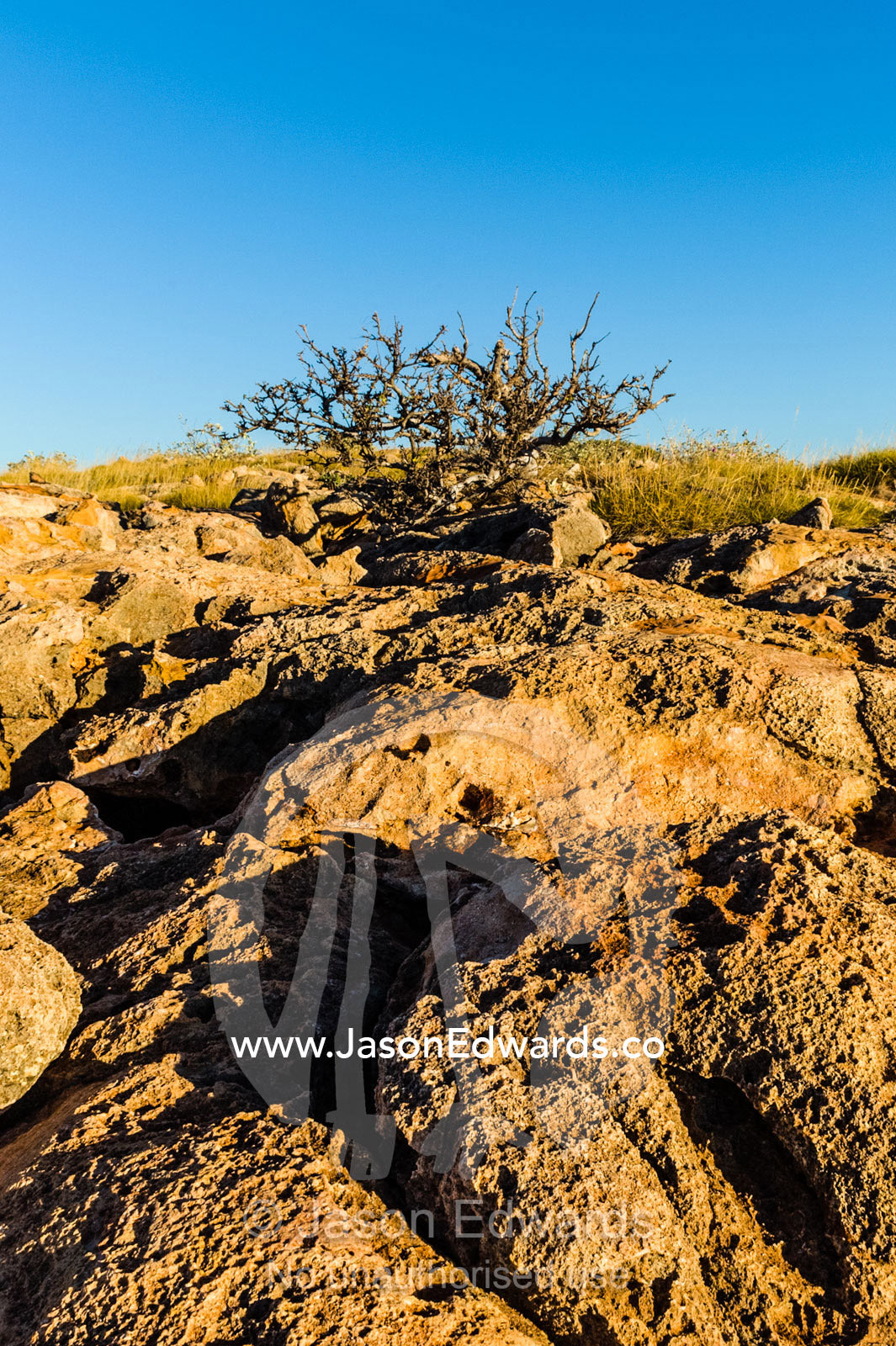 An ancient eroded limestone reef exposed to the baking desert sun. Cape Range National Park, Exmouth, Ningaloo Reef, Western Australia, Australia.