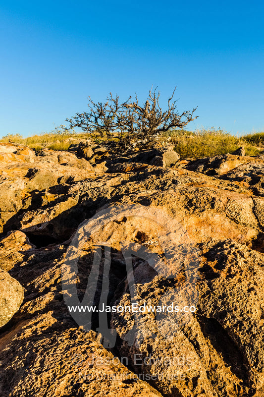 An ancient eroded limestone reef exposed to the baking desert sun. Cape Range National Park, Exmouth, Ningaloo Reef, Western Australia, Australia.