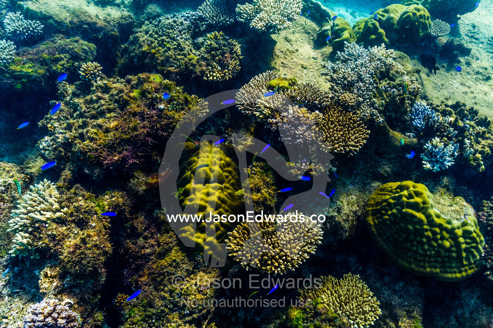 A shoal of blue reef fish swimming over a coral garden on a reef. Exmouth, Ningaloo Reef, Ningaloo Marine Park, Western Australia, Australia.