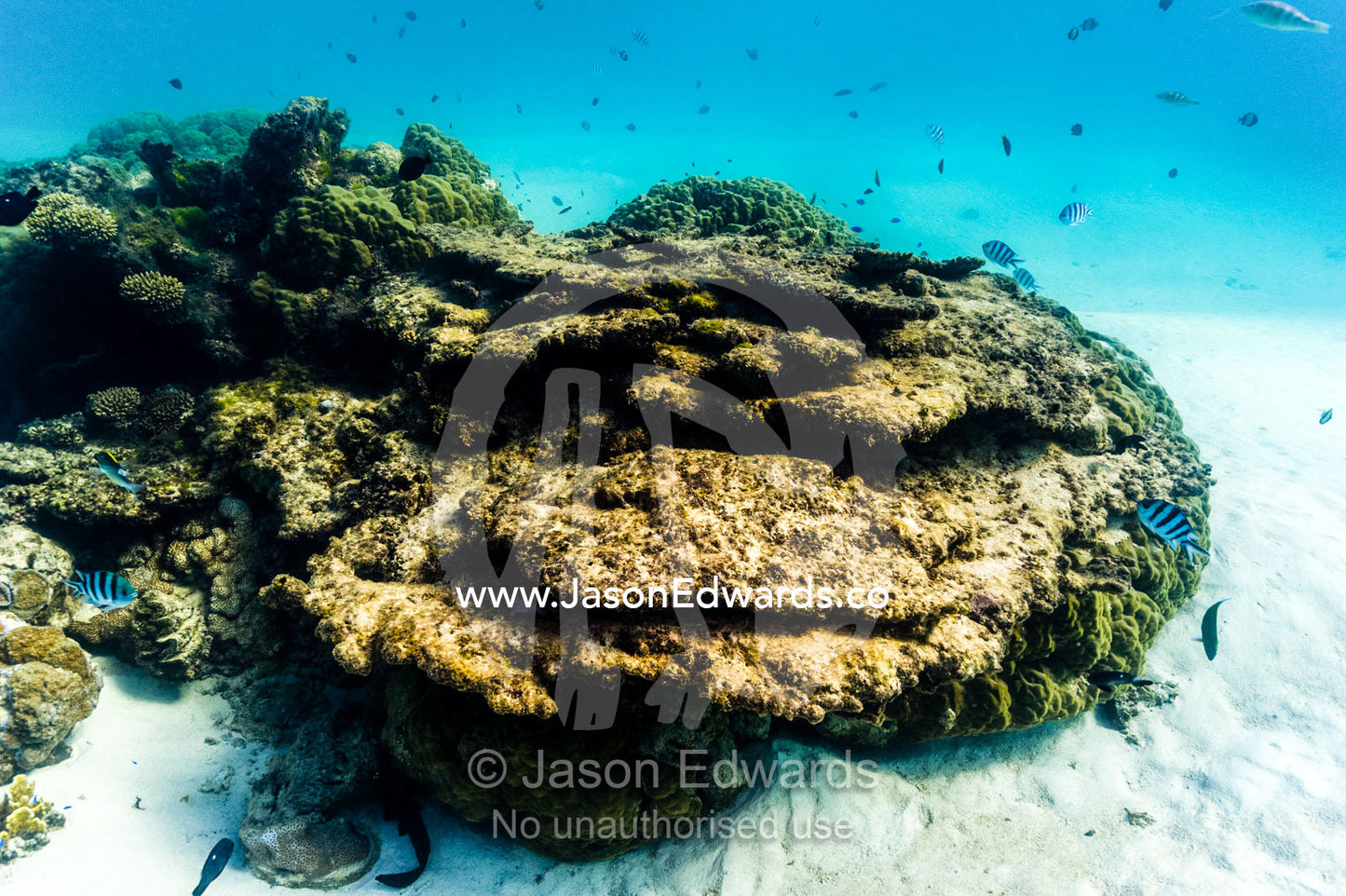 A coral reef bommie rising like an island from the sandy ocean floor. Exmouth, Ningaloo Reef, Ningaloo Marine Park, Western Australia, Australia.