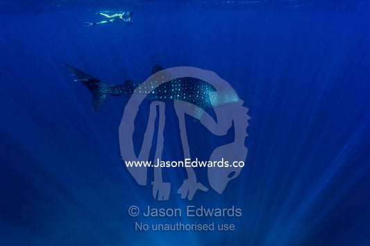 A swimmer with a camera follows a Whale Shark in clear tropical seas. Exmouth, Ningaloo Reef, Ningaloo Marine Park, Western Australia, Australia.