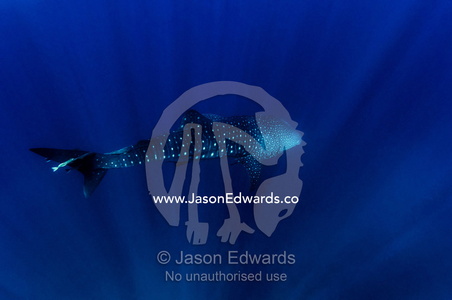 A Whale Shark cruises through god rays in a clear tropical ocean. Exmouth, Ningaloo Reef, Ningaloo Marine Park, Western Australia, Australia.