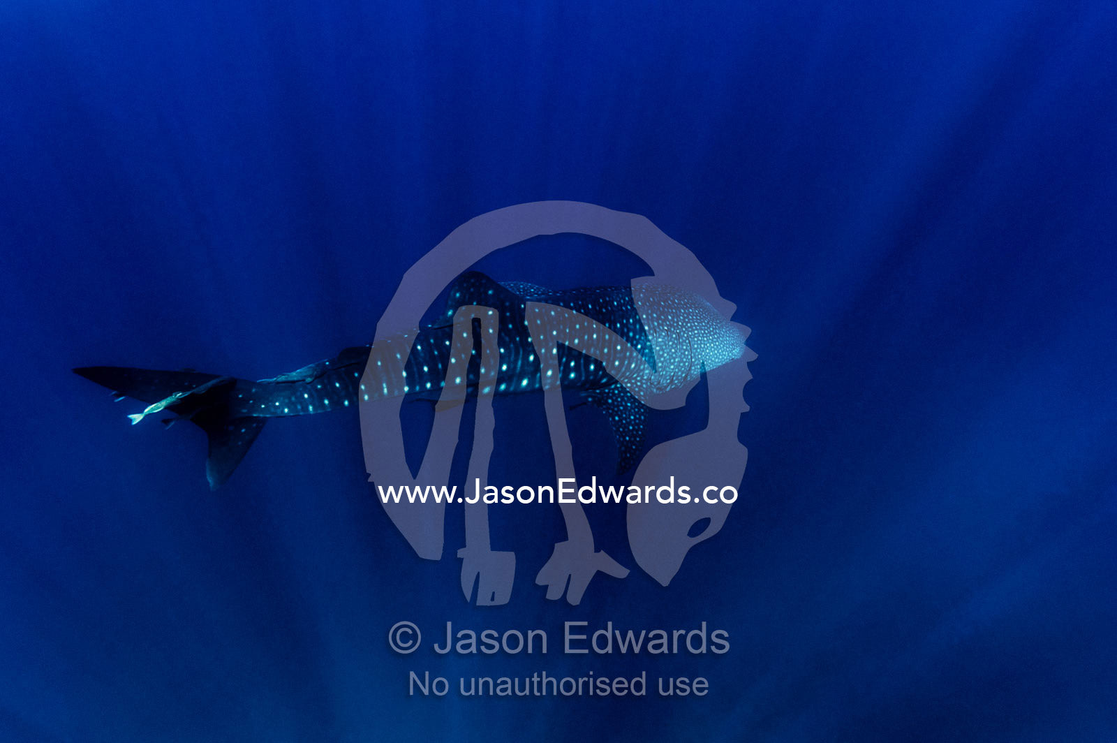 A Whale Shark cruises through god rays in a clear tropical ocean. Exmouth, Ningaloo Reef, Ningaloo Marine Park, Western Australia, Australia.