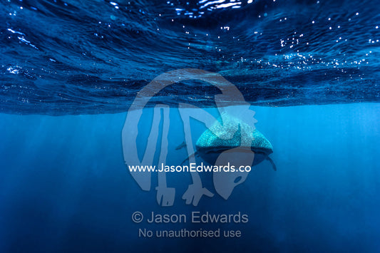 A Whale Shark cruising beneath the surface of the ocean. Exmouth, Ningaloo Reef, Ningaloo Marine Park, Western Australia, Australia.