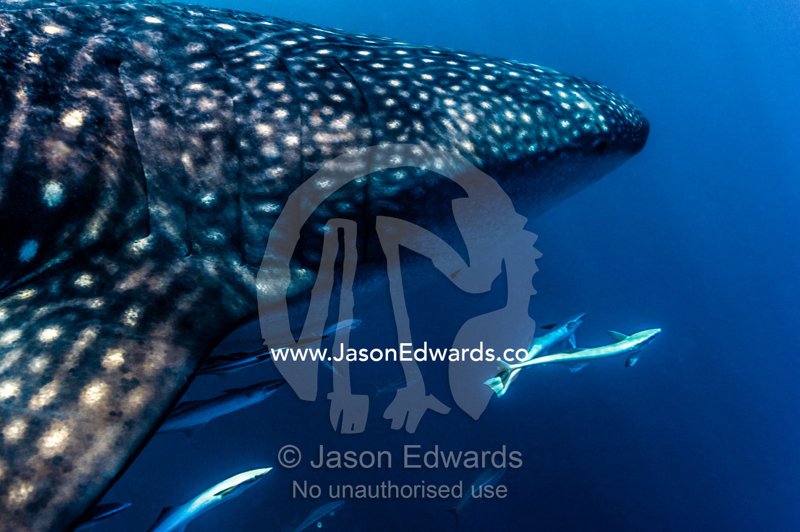 A shoal of Live Sharksuckers and Remora swim alongside a Whale Shark. Exmouth, Ningaloo Reef, Ningaloo Marine Park, Western Australia, Australia.