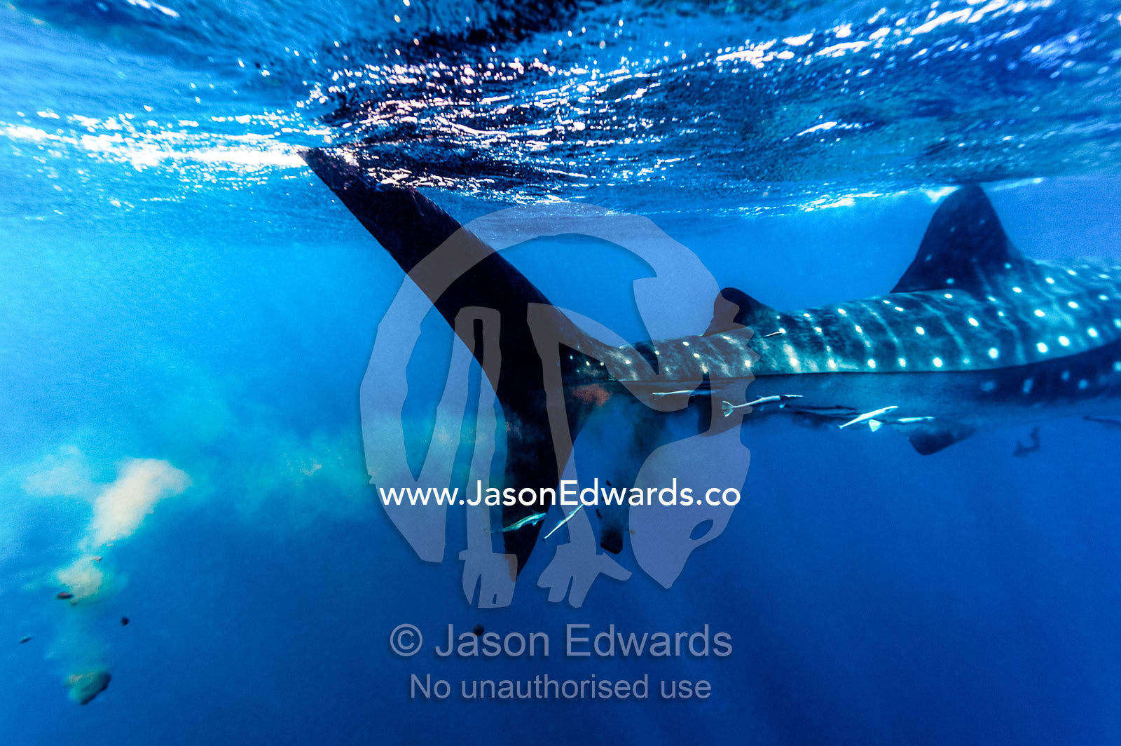 Suckerfish follow a Whale Shark as it defecates in the ocean. Exmouth, Ningaloo Reef, Ningaloo Marine Park, Western Australia, Australia.