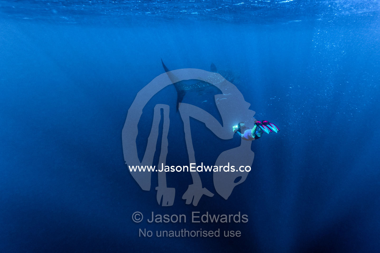 A scientist photographs the markings of a Whale Shark to identify it. Exmouth, Ningaloo Reef, Ningaloo Marine Park, Western Australia, Australia.
