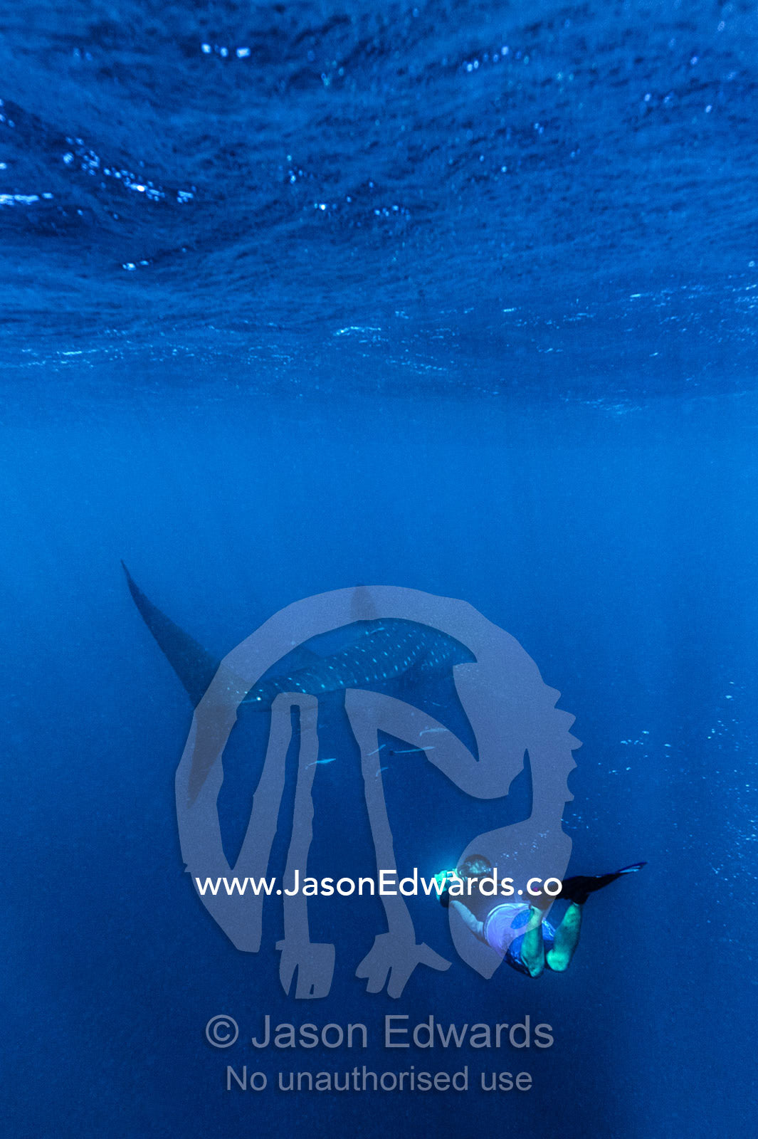 A scientist photographs the markings of a Whale Shark to identify it. Exmouth, Ningaloo Reef, Ningaloo Marine Park, Western Australia, Australia.
