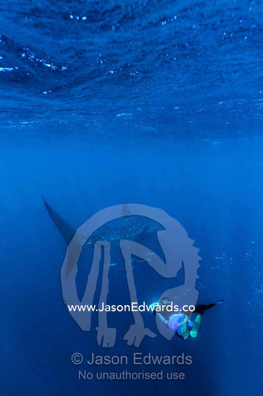 A scientist photographs the markings of a Whale Shark to identify it. Exmouth, Ningaloo Reef, Ningaloo Marine Park, Western Australia, Australia.