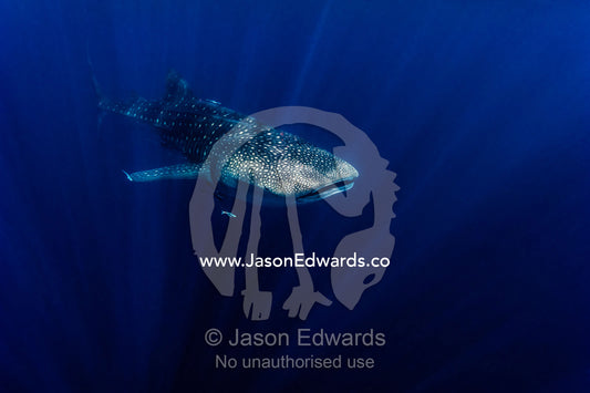 Sun rays pierce the ocean depths above a Whale Shark filter feeding. Exmouth, Ningaloo Reef, Ningaloo Marine Park, Western Australia, Australia.