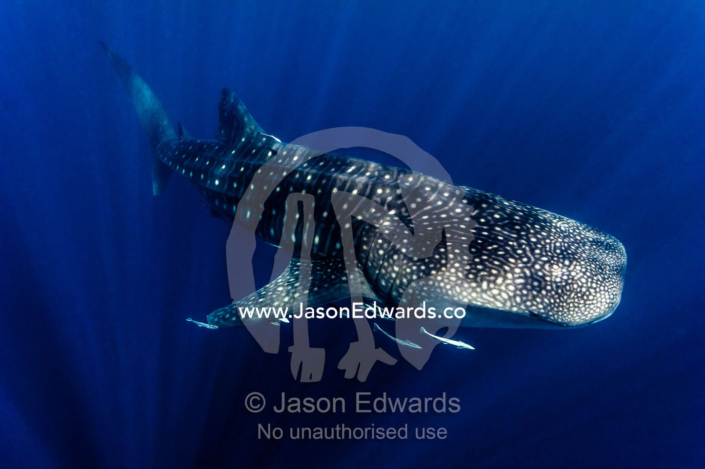 Sun rays pierce the ocean depths above a Whale Shark filter feeding. Exmouth, Ningaloo Reef, Ningaloo Marine Park, Western Australia, Australia.