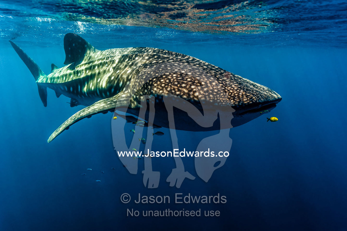 A juvenile Golden Trevally swims ahead of a feeding Whale Shark. Exmouth, Ningaloo Reef, Ningaloo Marine Park, Western Australia, Australia.