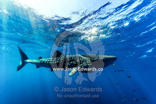 A Whale Shark filter feeding in crystal clear tropical seas. Exmouth, Ningaloo Reef, Ningaloo Marine Park, Western Australia, Australia.