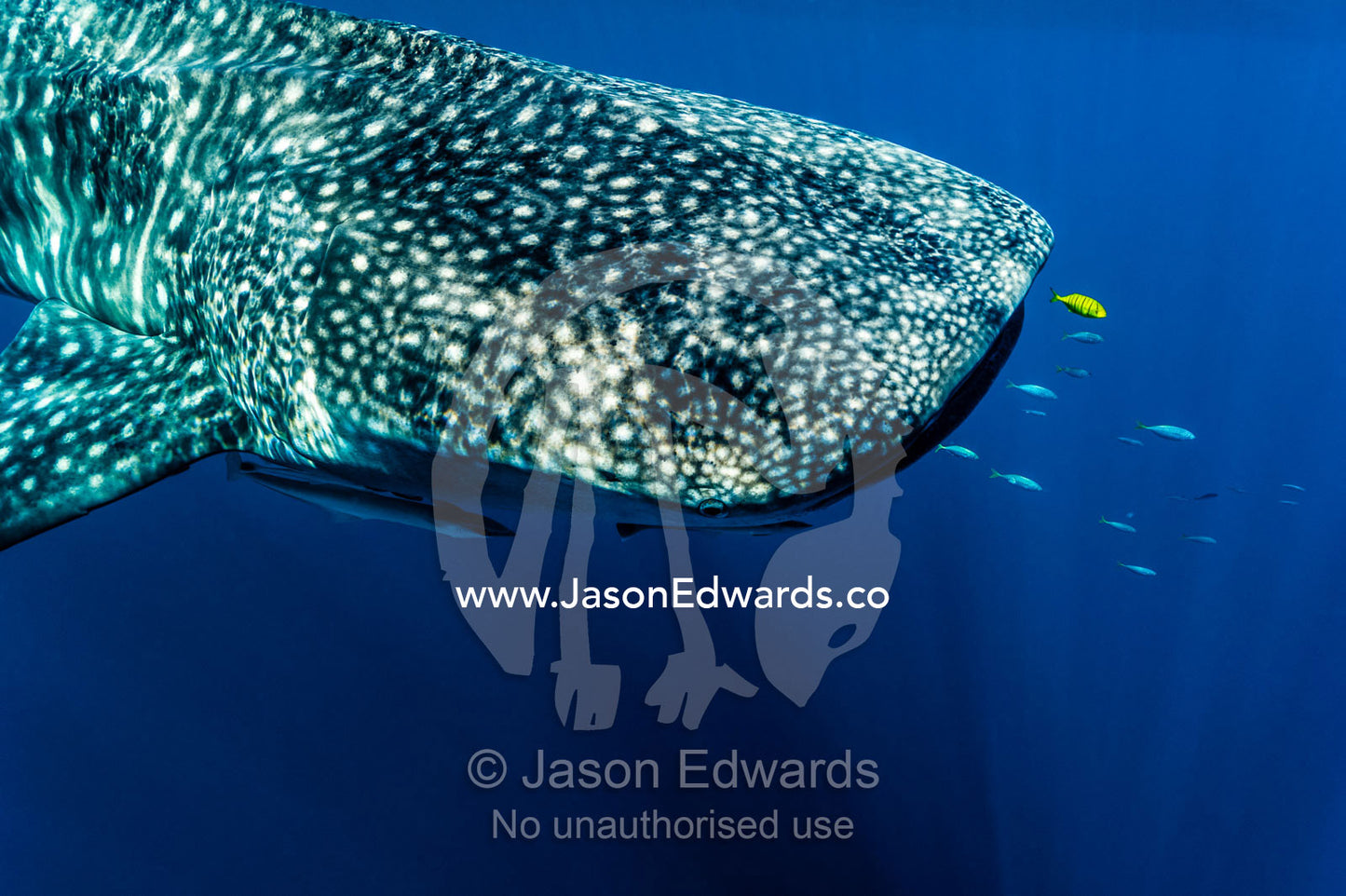 A juvenile Golden Trevally swims ahead of a feeding Whale Shark. Exmouth, Ningaloo Reef, Ningaloo Marine Park, Western Australia, Australia.