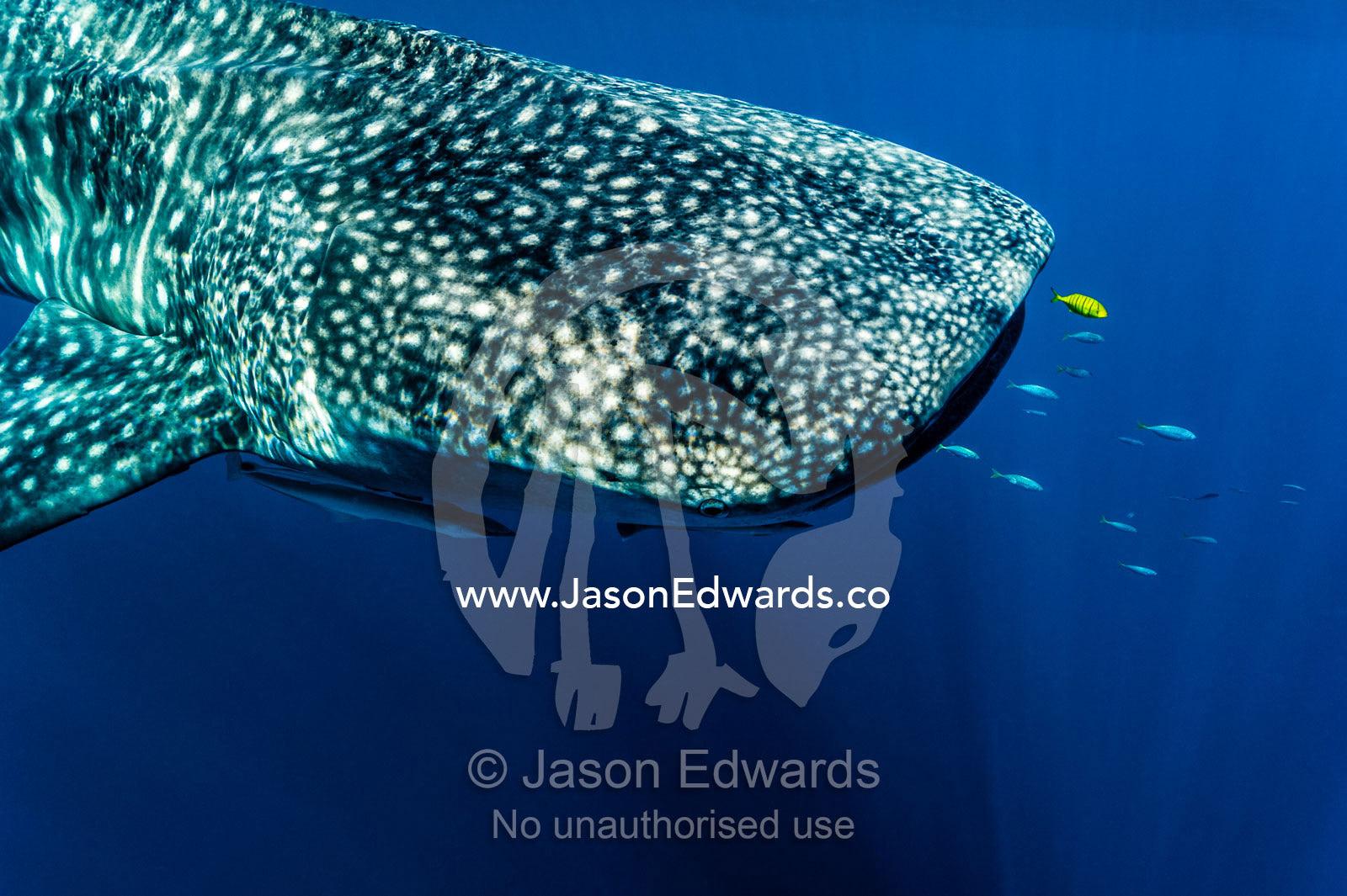 A juvenile Golden Trevally swims ahead of a feeding Whale Shark. Exmouth, Ningaloo Reef, Ningaloo Marine Park, Western Australia, Australia.