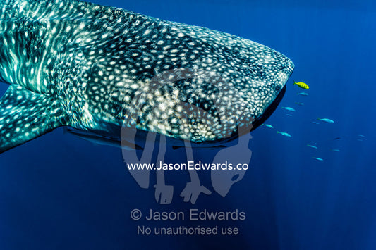A juvenile Golden Trevally swims ahead of a feeding Whale Shark. Exmouth, Ningaloo Reef, Ningaloo Marine Park, Western Australia, Australia.