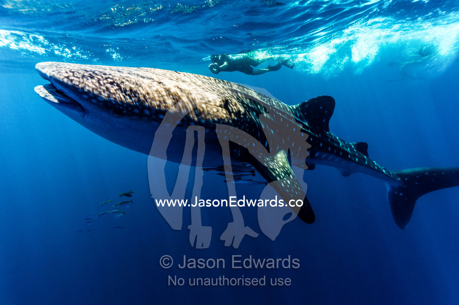 A scientist photographs Whale Shark skin markings for research. Exmouth, Ningaloo Reef, Ningaloo Marine Park, Western Australia, Australia.