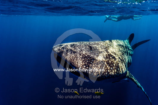 Golden Trevally swim near the mouth of a Whale Shark looking for food. Exmouth, Ningaloo Reef, Ningaloo Marine Park, Western Australia, Australia.