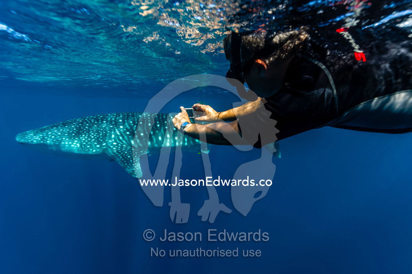 A scientist photographs Whale Shark skin markings for research. Exmouth, Ningaloo Reef, Ningaloo Marine Park, Western Australia, Australia.