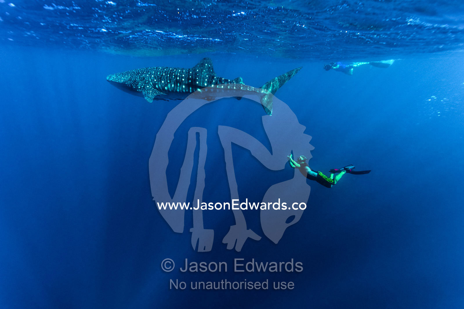 A scientist photographs Whale Shark genitals for marine research. Exmouth, Ningaloo Reef, Ningaloo Marine Park, Western Australia, Australia.