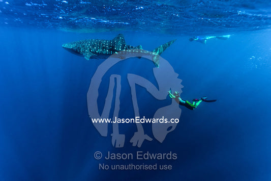 A scientist photographs Whale Shark genitals for marine research. Exmouth, Ningaloo Reef, Ningaloo Marine Park, Western Australia, Australia.