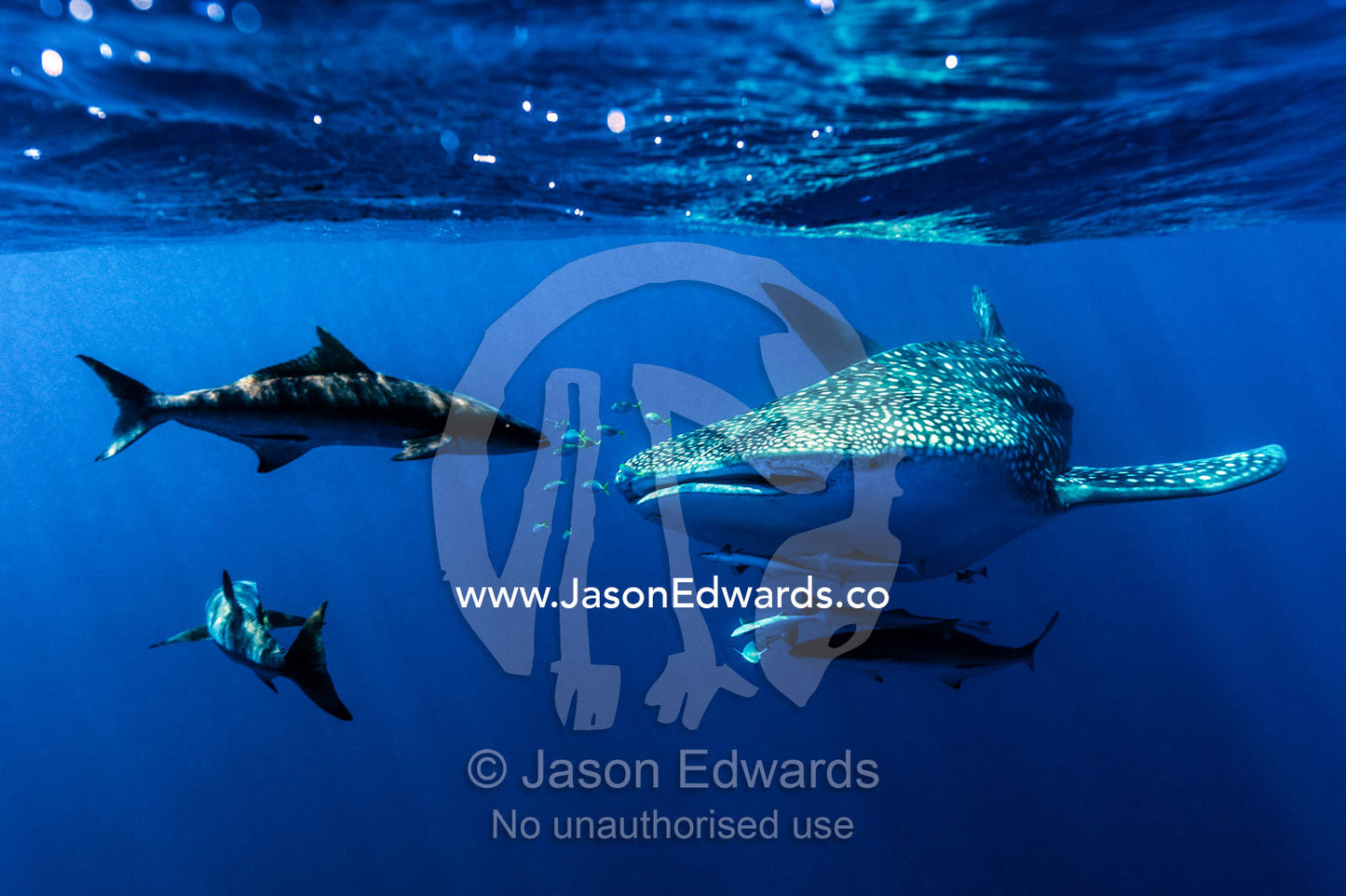 A school of suckerfish, Sharksuckers and Cobia follow a Whale Shark. Exmouth, Ningaloo Reef, Ningaloo Marine Park, Western Australia, Australia.