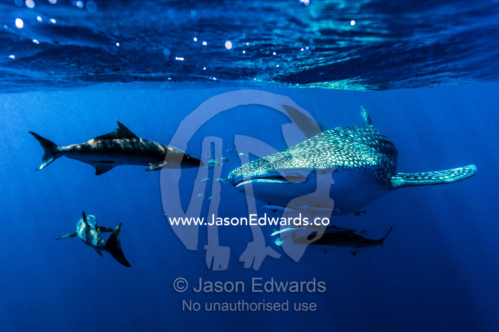 A school of suckerfish, Sharksuckers and Cobia follow a Whale Shark. Exmouth, Ningaloo Reef, Ningaloo Marine Park, Western Australia, Australia.