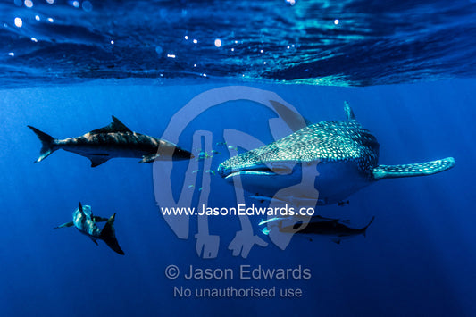A school of suckerfish, Sharksuckers and Cobia follow a Whale Shark. Exmouth, Ningaloo Reef, Ningaloo Marine Park, Western Australia, Australia.