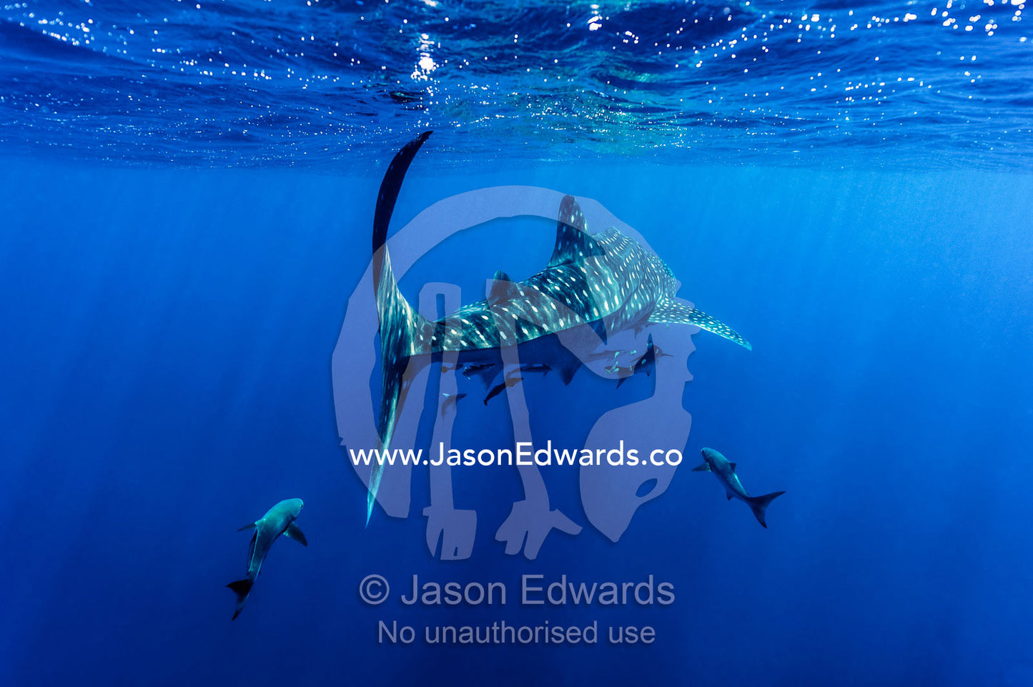 A school of suckerfish, Sharksuckers and Cobia follow a Whale Shark. Exmouth, Ningaloo Reef, Ningaloo Marine Park, Western Australia, Australia.