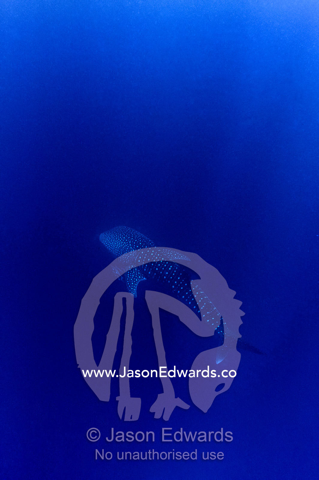 A Whale Shark descends into the vast depths of the ocean. Exmouth, Ningaloo Reef, Ningaloo Marine Park, Western Australia, Australia.